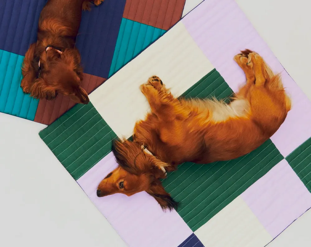 Hay präsentiert seine bunte und verspielte Kollektion für Hunde.